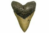 Serrated, Fossil Megalodon Tooth - North Carolina #378027-1